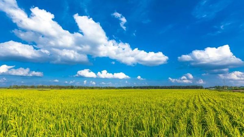 智能灌溉系统：精准农业的“智慧之眼