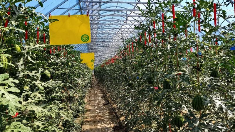 河南粮食种植合作社补贴政策解析：如何抓住政策红利