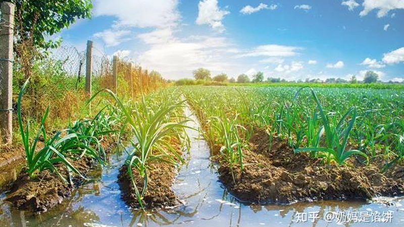 南方水果种植基地：新手创业的沃土选择**
