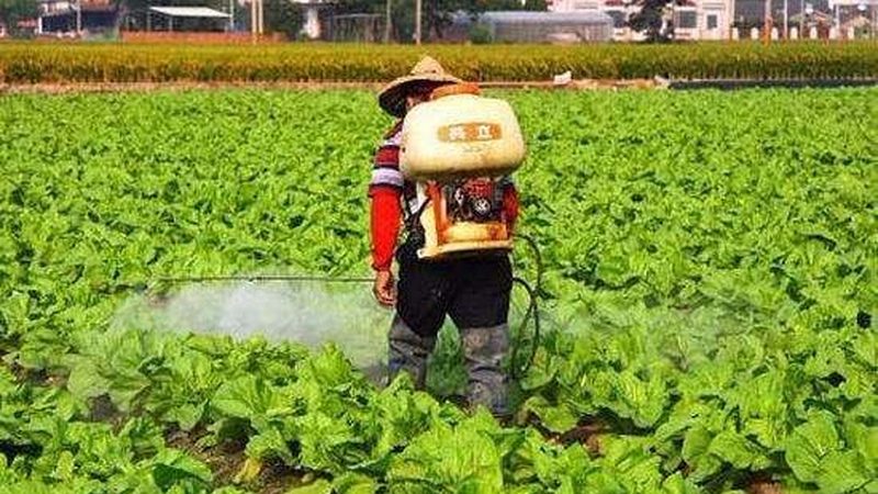 露天种植桃树防病技巧解析