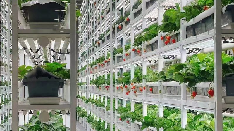 行业背景：智慧农业的兴起与市场潜力